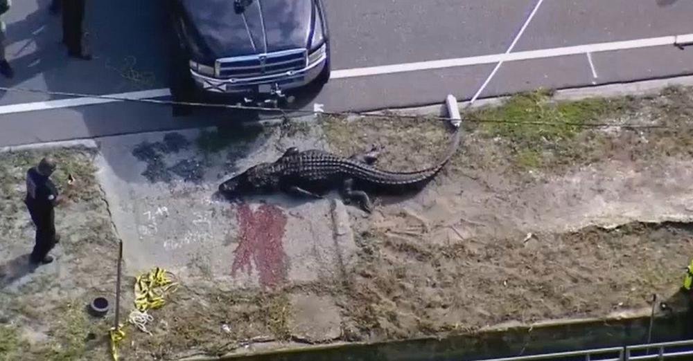 Florida Officials Kill 13Foot Alligator Seen Carrying Human Body The